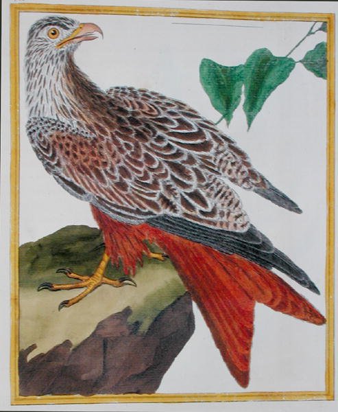Kite, z „Histoire Naturelle des Oiseaux“ od Georgese de Buffona (1707-88) vydáno 1777 (barevná rytina) od Francois Nicolas Martinet