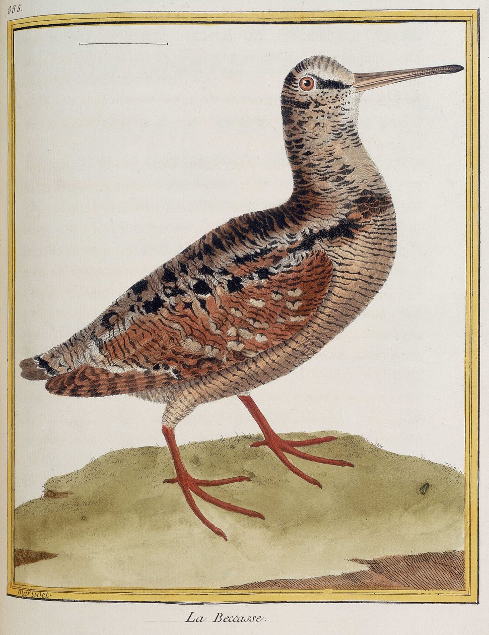 ""La becasse"", deska 885 zoologie převzatá z ""Historie ptáků"" od Francoise Nicolase Martineta od Francois Nicolas Martinet