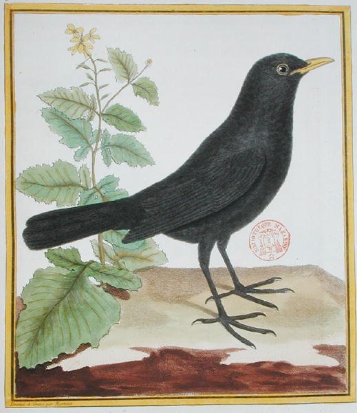 Samec francouzského kosa, z knihy Georgese du Buffona "Histoire Naturelle des Oiseaux" ((1707-88), vydáno 1777 (kolorovaná rytina) od Francois Nicolas Martinet