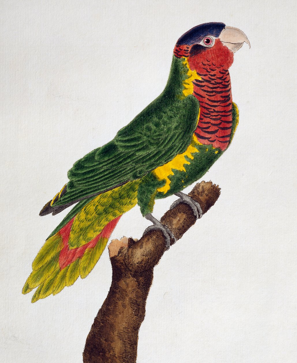 Zdobený lorňák (Trichoglossus ornatus), z Přírodopis ptáků od Francois Nicolas Martinet
