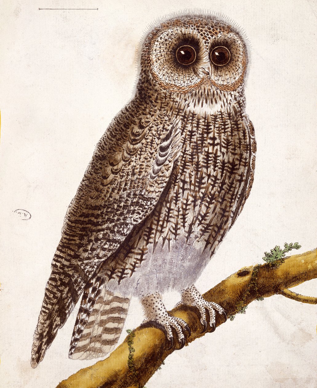 Sova, z „Histoire Naturelle des Oiseaux“ od Georgese de Buffona (1707-88), vydaného v roce 1777 od Francois Nicolas Martinet