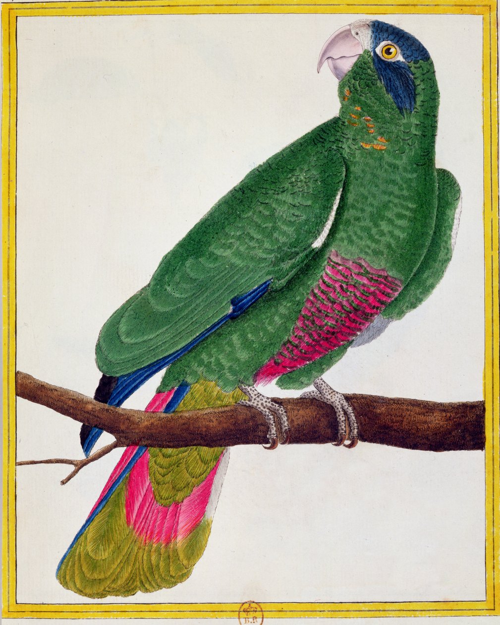 Papoušek, z „Histoire Naturelle des Oiseaux“ od Georgese de Buffona (1707-88), vydaného v roce 1777 od Francois Nicolas Martinet