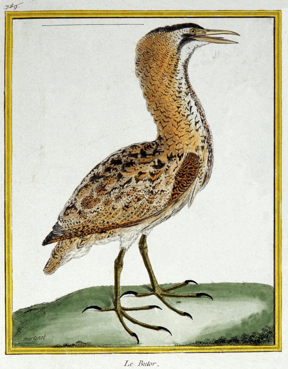 Věda. zoologie. Bittern. Rytina Francoise Nicolase Martineta v: Natural History of Birds, Georges Louis Leclerc de Buffon, Francie, kolem roku 1777 (barevná rytina) od Francois Nicolas Martinet