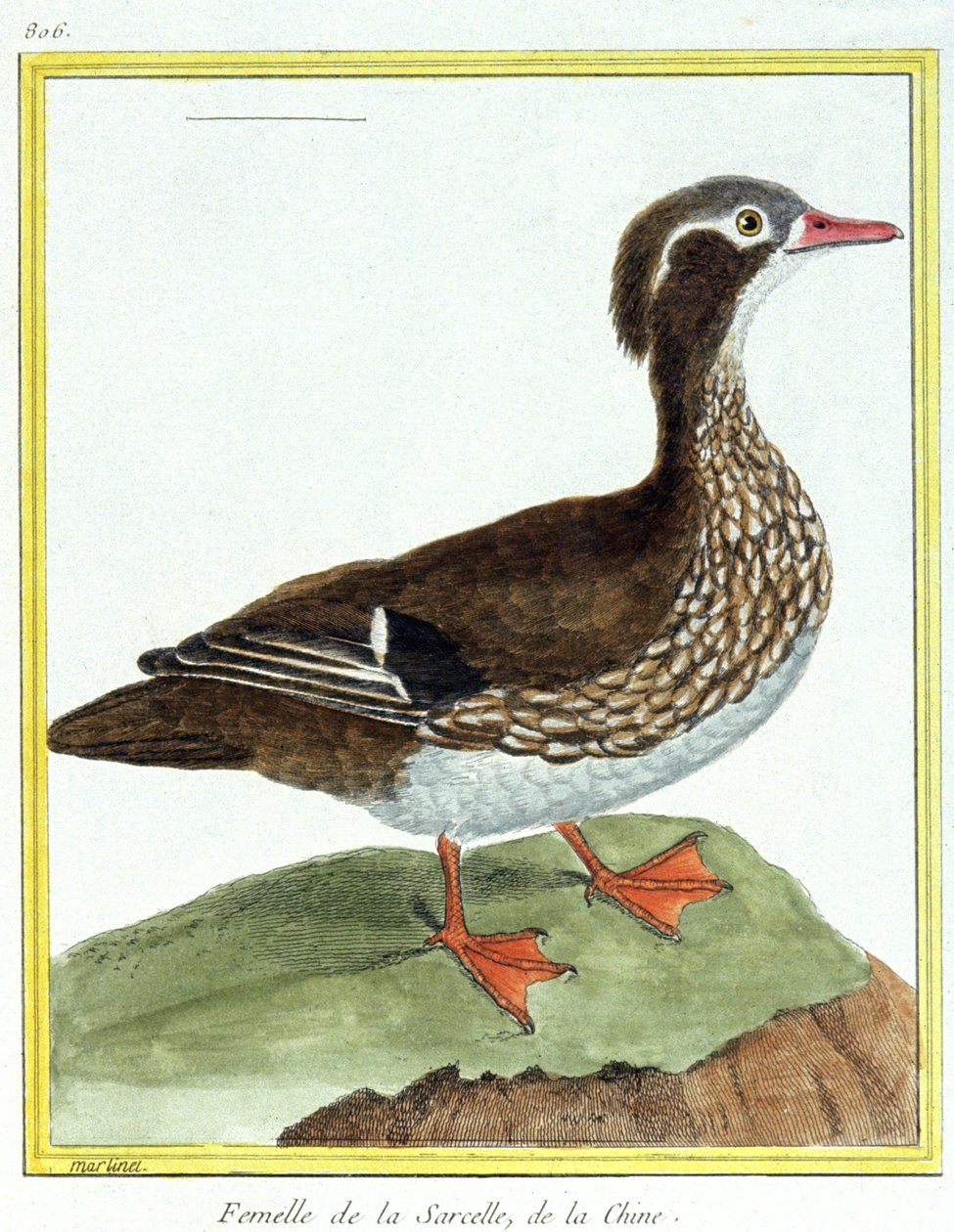 Věda. zoologie. Teal čínská. Rytina Francoise Nicolase Martineta v: Natural History of Birds, Georges Louis Leclerc de Buffon, Francie, kolem roku 1777 (barevná rytina) od Francois Nicolas Martinet