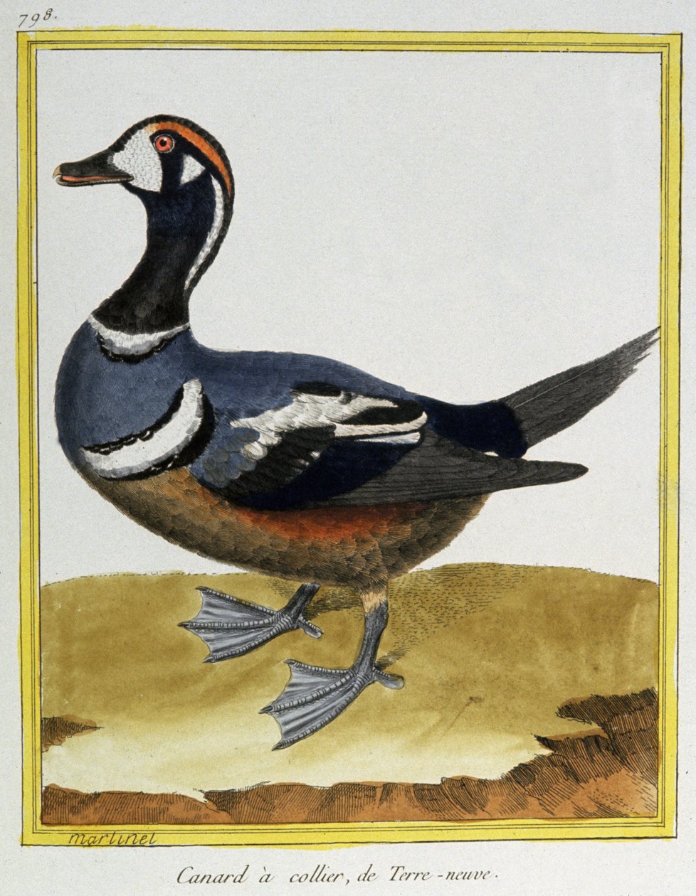 Věda. Zoologie. Kachna z Newfoundlandu. Rytina Francoise Nicolase Martineta v: Histoire naturelle des oiseaux, Georges Louis Leclerc de Buffon, Francie, kolem 1777 (barevná rytina) od Francois Nicolas Martinet
