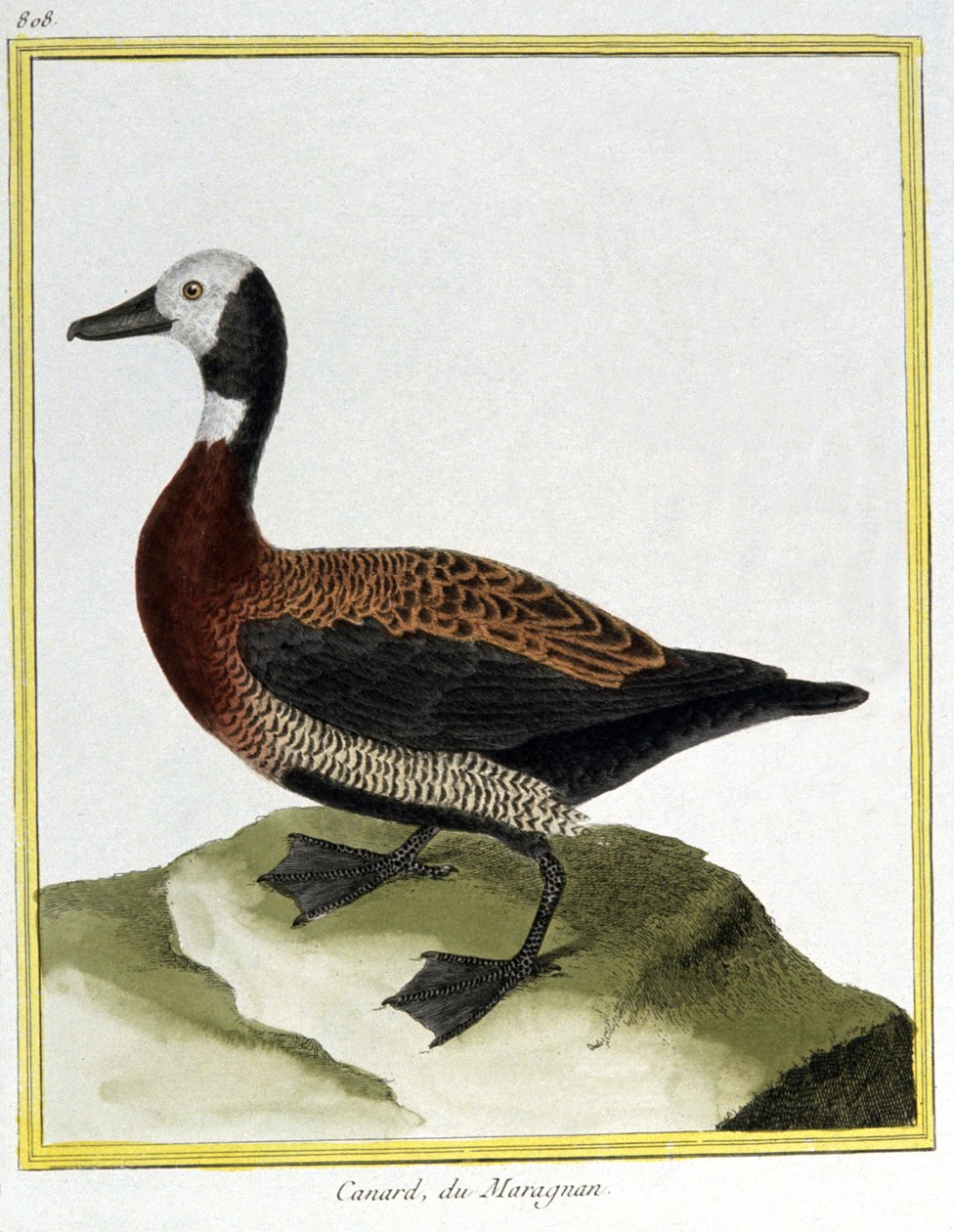 Věda. zoologie. Euroasijský Wigeon. Rytina Francoise Nicolase Martineta v: Natural History of Birds, Georges Louis Leclerc de Buffon, Francie, kolem roku 1777 (barevná rytina) od Francois Nicolas Martinet