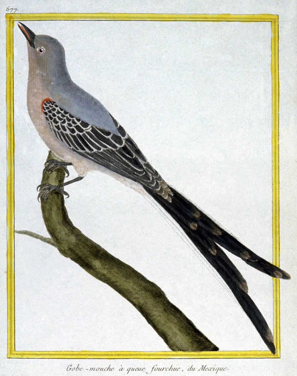 Věda. zoologie. Flycatcher z Mexika. Rytina Francoise Nicolase Martineta v: Natural History of Birds, Georges Louis Leclerc de Buffon, Francie, kolem roku 1777 (barevná rytina) od Francois Nicolas Martinet