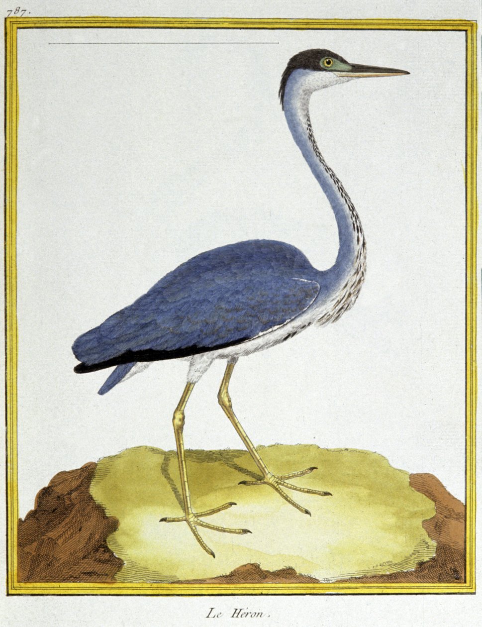Věda. zoologie. Volavka. Rytina Francoise Nicolase Martineta v: Natural History of Birds, Georges Louis Leclerc de Buffon, Francie, kolem roku 1777 (barevná rytina) od Francois Nicolas Martinet