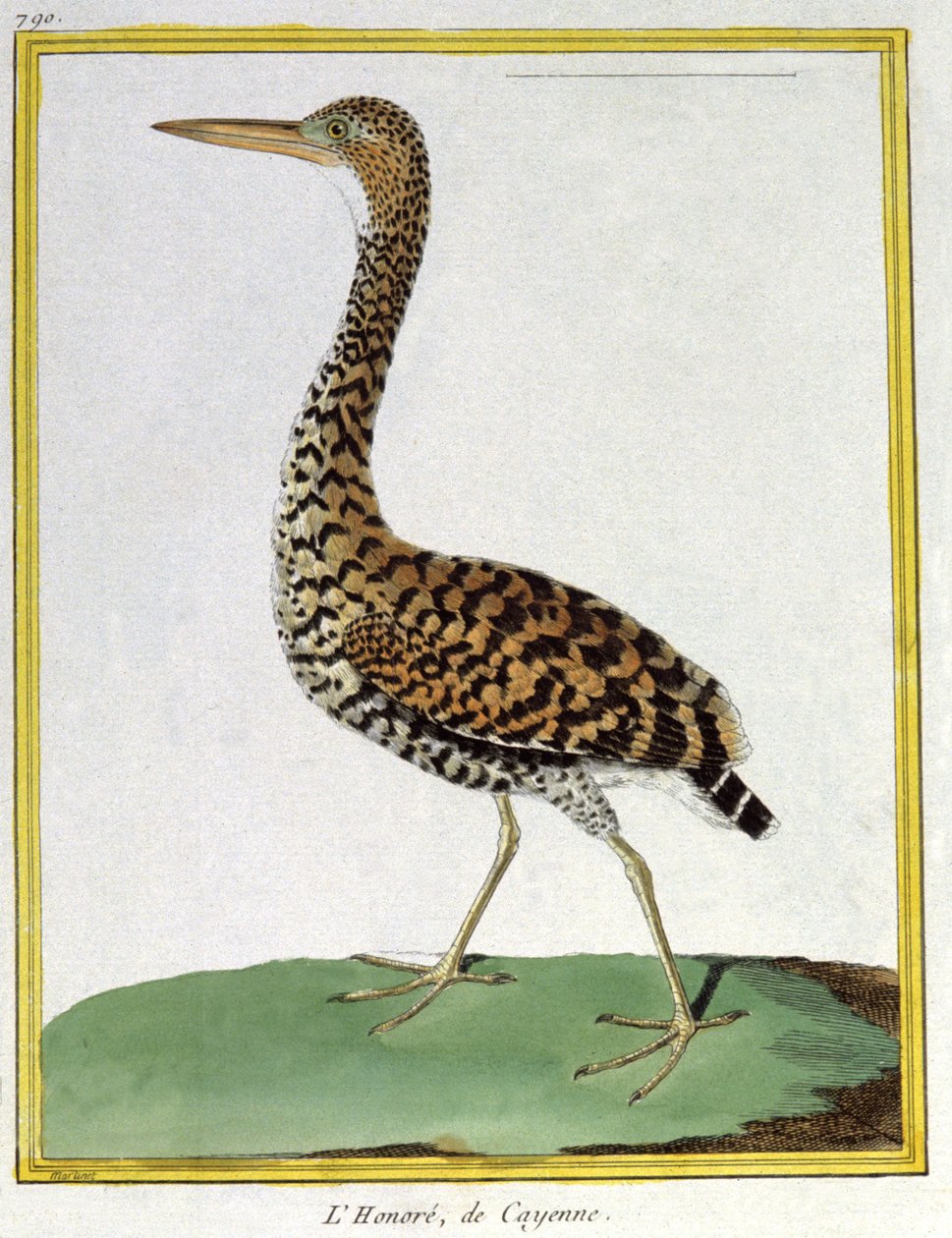 Věda. zoologie. Volavka z Cayenne (Francouzská Guyana). Rytina Francoise Nicolase Martineta v: Natural History of Birds, Georges Louis Leclerc de Buffon, Francie, kolem roku 1777 (barevná rytina) od Francois Nicolas Martinet