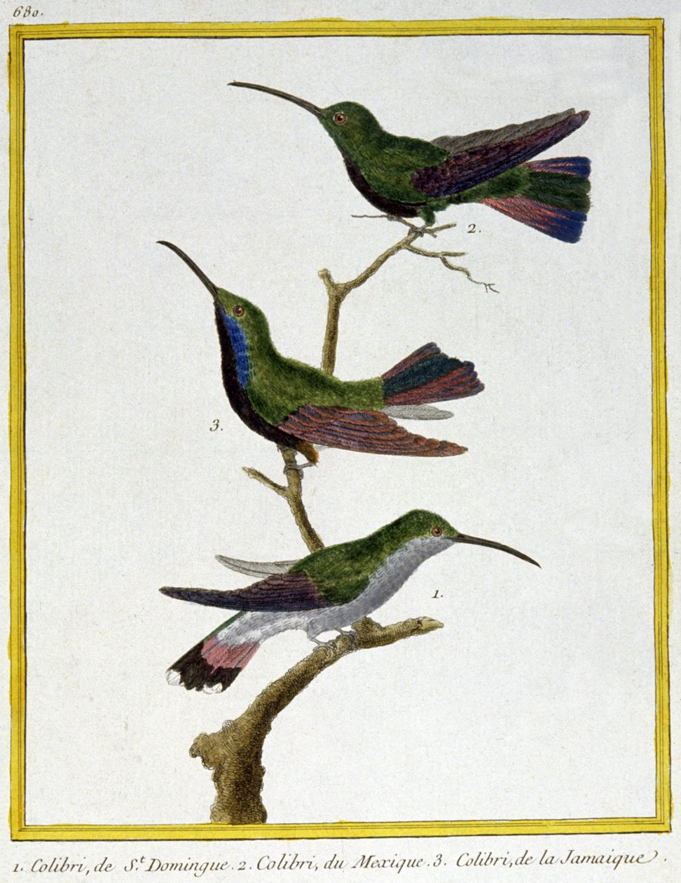 Věda. zoologie. Kolibřík ze Santo Dominga, Mexika a Jamajky. Rytina Francoise Nicolase Martineta v: Natural History of Birds, Georges Louis Leclerc de Buffon, Francie, kolem roku 1777 (barevná rytina) od Francois Nicolas Martinet