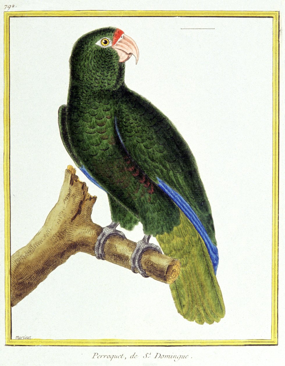 Věda. zoologie. Papoušek ze Santo Dominga. Rytina Francoise Nicolase Martineta v: Natural History of Birds, Georges Louis Leclerc de Buffon, Francie, kolem roku 1777 (barevná rytina) od Francois Nicolas Martinet