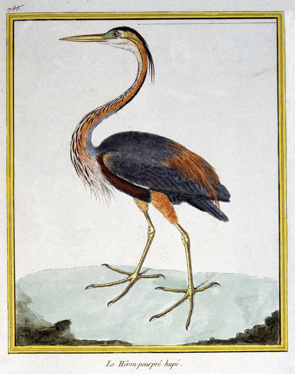 Věda. zoologie. Volavka fialová. Rytina Francoise Nicolase Martineta v: Natural History of Birds, Georges Louis Leclerc de Buffon, Francie, kolem roku 1777 (barevná rytina) od Francois Nicolas Martinet