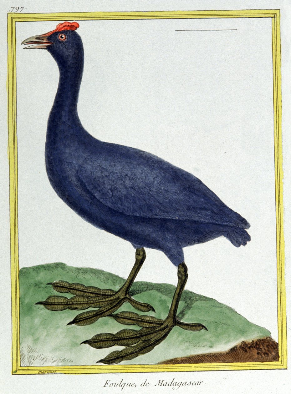 Věda. zoologie. Červené knoflíkové houkání (z Madagaskaru). Rytina Francoise Nicolase Martineta v: Natural History of Birds, Georges Louis Leclerc de Buffon, Francie, kolem roku 1777 (barevná rytina) od Francois Nicolas Martinet