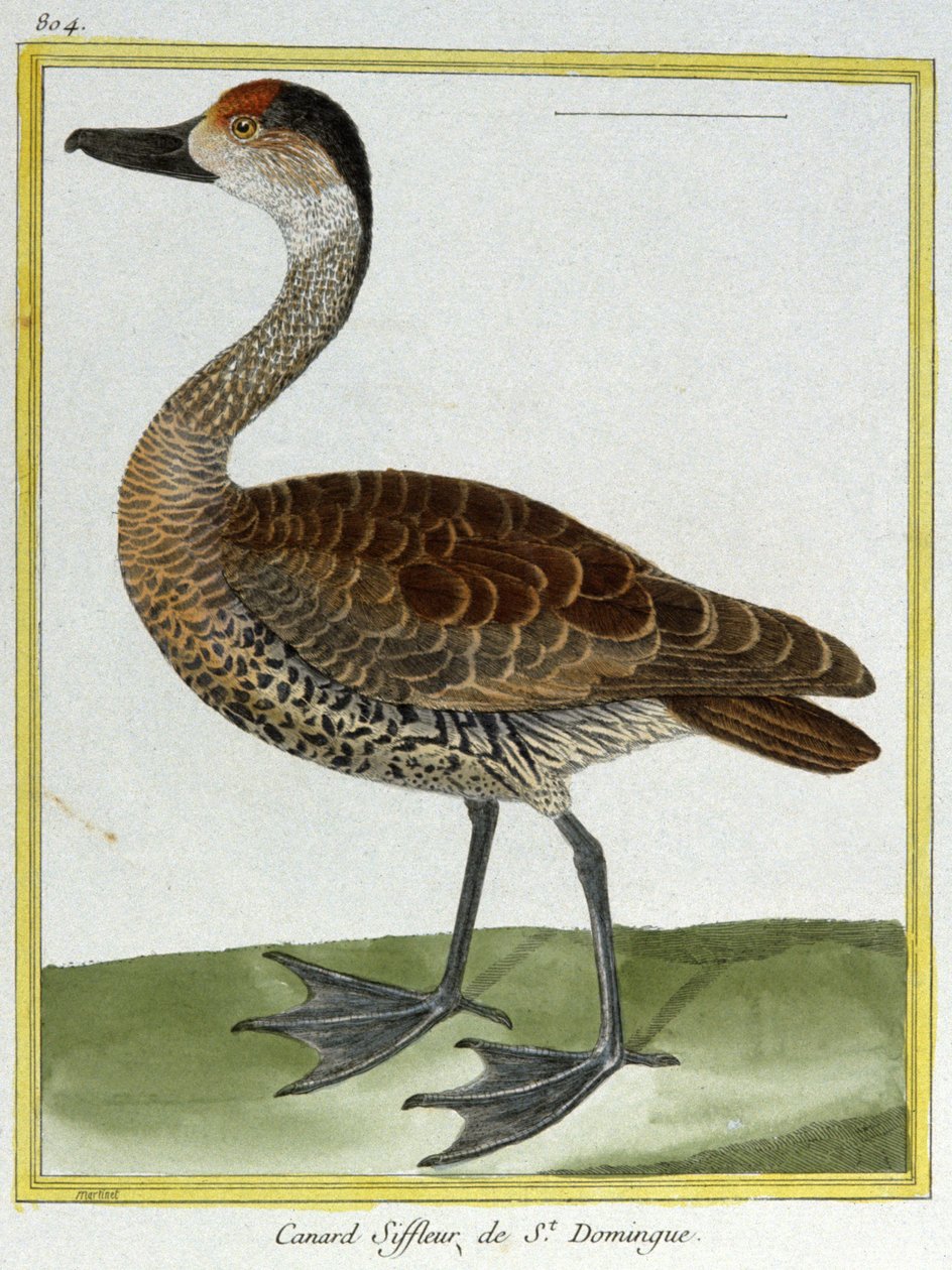 Věda. zoologie. Wigeon ze Santo Dominga. Rytina Francoise Nicolase Martineta v: Natural History of Birds, Georges Louis Leclerc de Buffon, Francie, kolem roku 1777 (barevná rytina) od Francois Nicolas Martinet