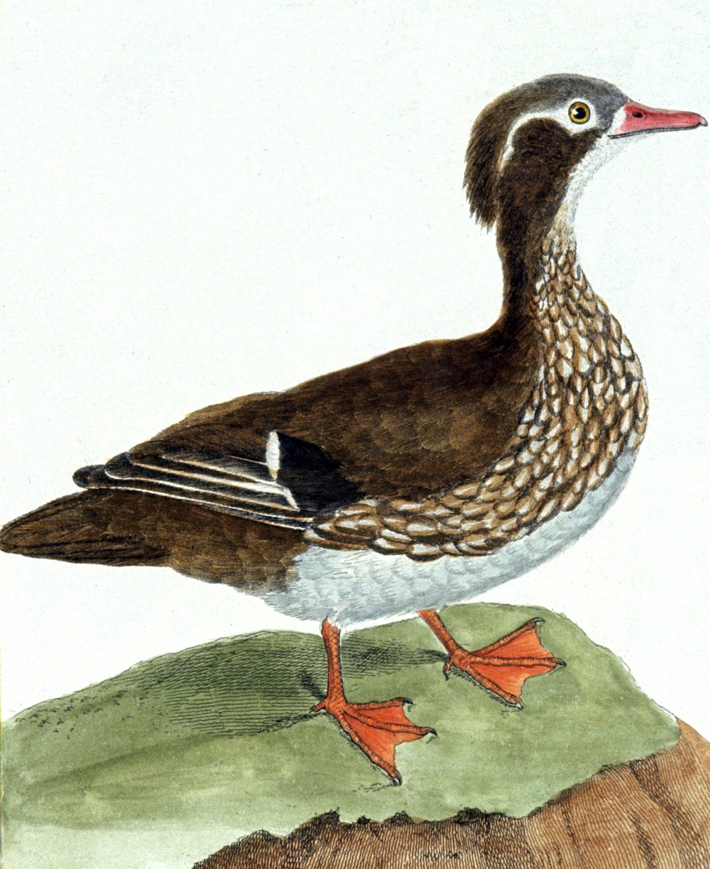 Teal od Francois Nicolas Martinet