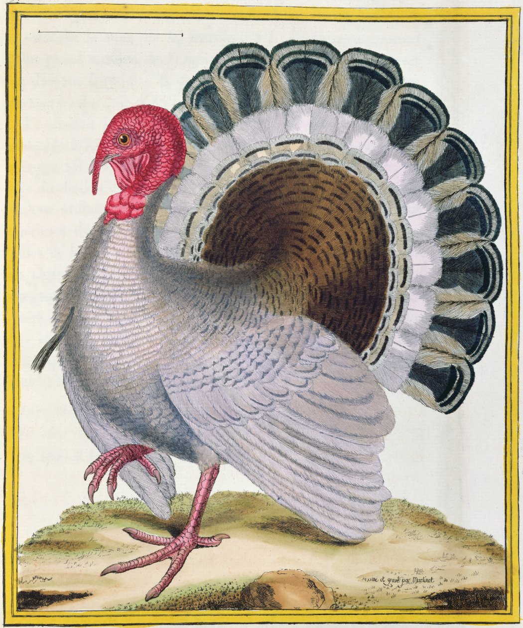 Turecko, z „Histoire Naturelle des Oiseaux“ od Georgese de Buffona (1707-88), vydaného 1777 od Francois Nicolas Martinet