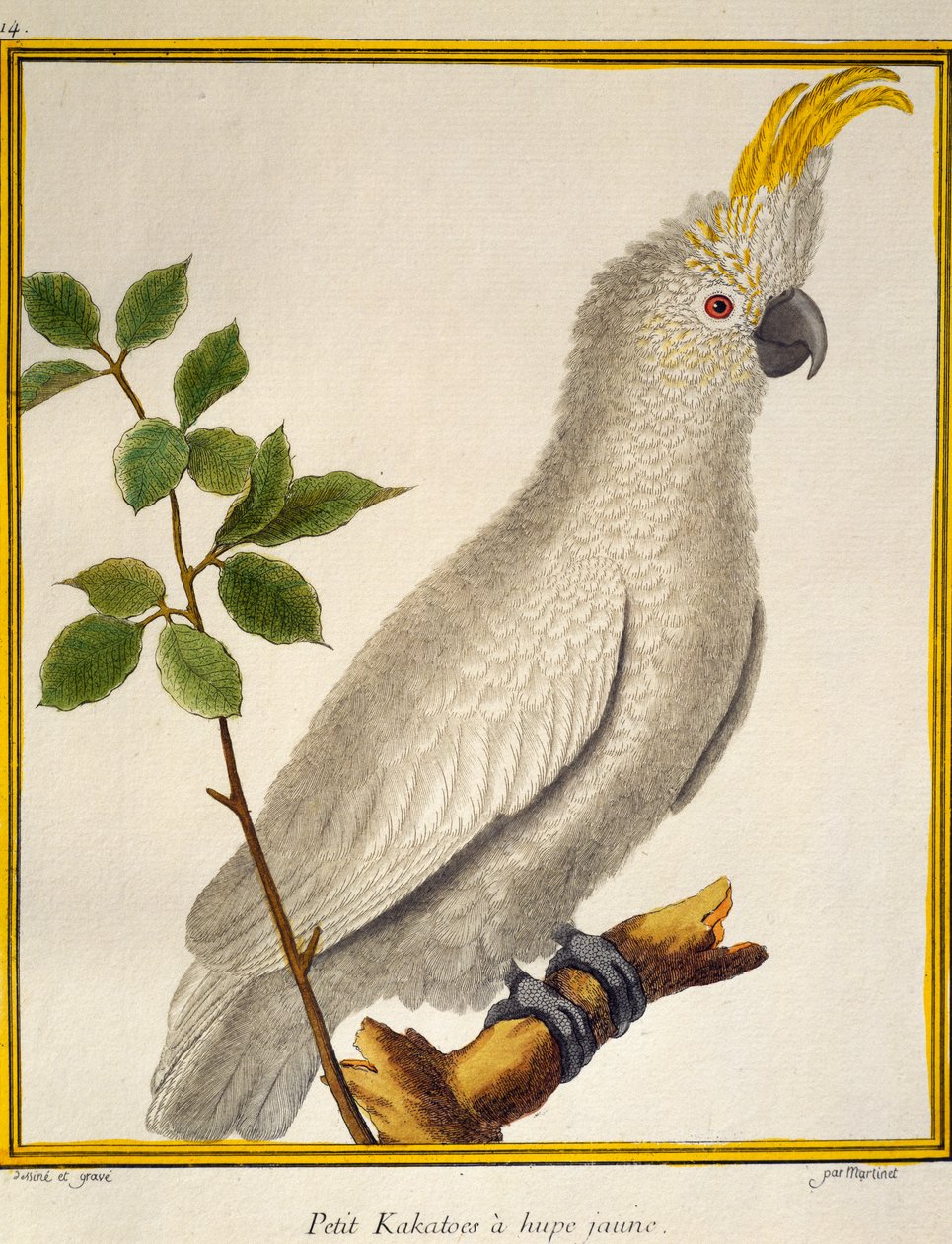 Kakadu žlutolící (Cacatua sulphurea), z Přírodní historie ptáků od Francois Nicolas Martinet