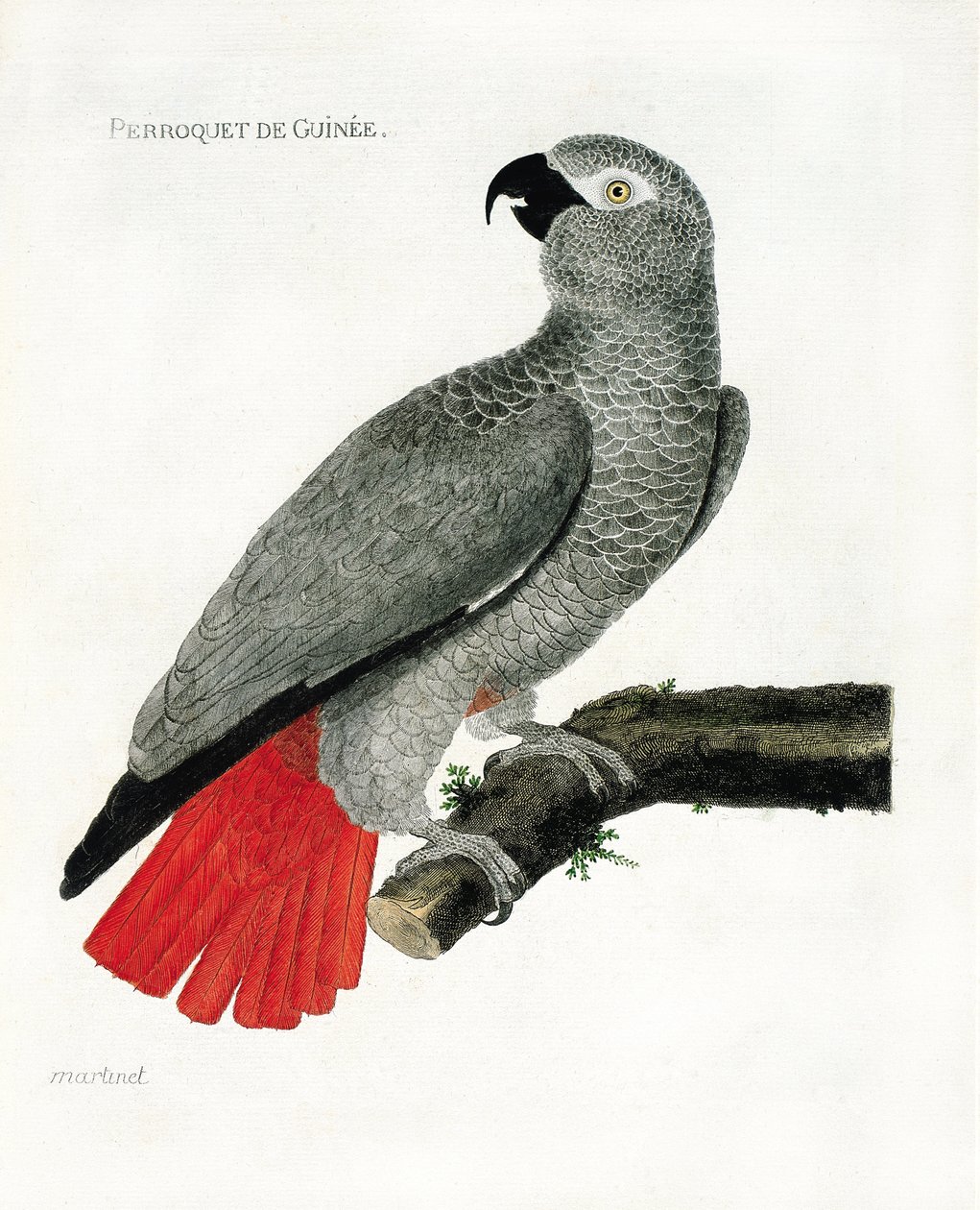 Zoo (ornitologie): Papoušek guinejský (papoušek šedý nebo psittacus erythacus) na větvi. Ilustrace v „Dějiny ptáků, malované v jejich vzhledu a citlivých aspektech“ od Francoise Nicolase Martineta (1731-1800). Soukromá sbírka. od Francois Nicolas Martinet