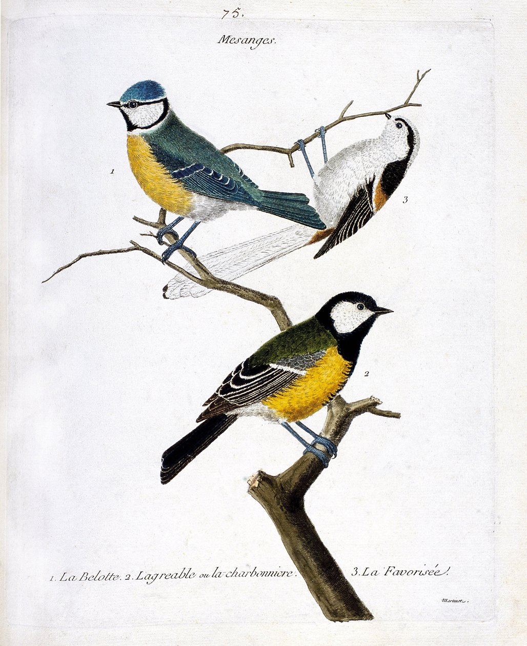 Zoologická rada (ornitologie): Mesanges. 1: belotte (modrý mesange nebo se objevil caeruleus), 2. příjemný neboli charbonniere (mesange charbonniere nebo parus major. 3. favorizovaný (mesange dlouhoocasý nebo aegithalos caudatus) na větvi. Ilustrace od Francois Nicolas Martinet