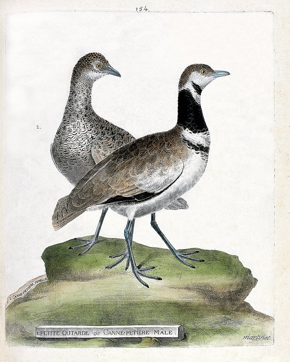 Zoologická tabule (ornitologie): vpředu: drop malý nebo samec hůl a vzadu: samice hůlka malého (canepetiere nebo tetrax tetrax). Ilustrace v „Dějiny ptáků, malované v jejich vzhledových a citlivých aspektech“ od Francoise Nicolase Mar od Francois Nicolas Martinet