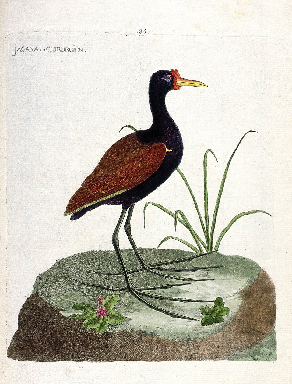 Zoologická rada (ornitologie): jacana nebo chirurg (jacana noir nebo jacana jacaa). Ilustrace v „Dějiny ptáků, malované v jejich vzhledu a citlivých aspektech“ od Francoise Nicolase Martineta (1731-1800). Soukromá sbírka. od Francois Nicolas Martinet