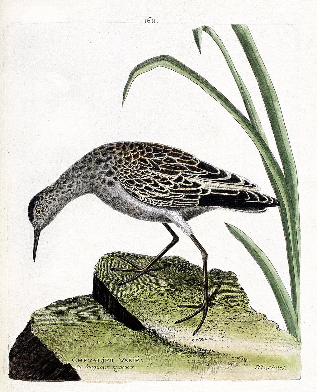 Zoologická rada (ornitologie): rytíř se mění (bojovník se mění nebo philomachus pugnax). Ilustrace v „Dějiny ptáků, malované v jejich vzhledu a citlivých aspektech“ od Francoise Nicolase Martineta (1731-1800). Soukromá sbírka. od Francois Nicolas Martinet