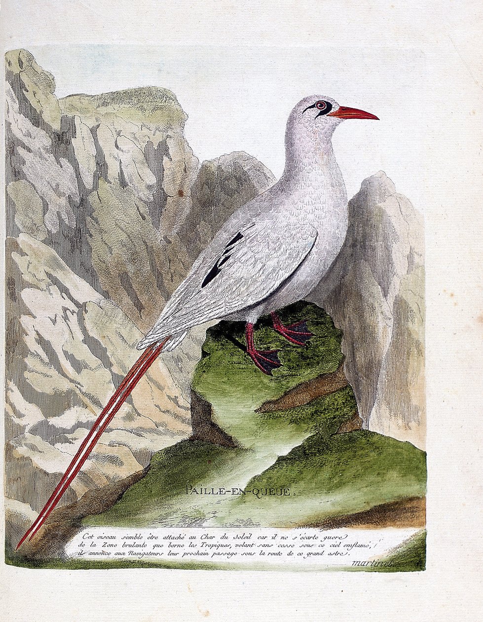 Zoologická rada (ornitologie): ocasní sláma (slaměný nebo červenovláknitý phaeton nebo rubricauda). Ilustrace v „Dějiny ptáků, malované v jejich vzhledu a citlivých aspektech“ od Francoise Nicolase Martineta (1731-1800). Soukromá sbírka. od Francois Nicolas Martinet