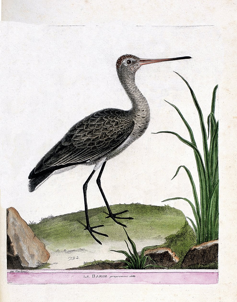 Zoologická rada (ornitologie): samotná bárka (černoocasá bárka nebo limosa limosa). Ilustrace v „Dějiny ptáků, malované v jejich vzhledu a citlivých aspektech“ od Francoise Nicolase Martineta (1731-1800). Soukromá sbírka. od Francois Nicolas Martinet