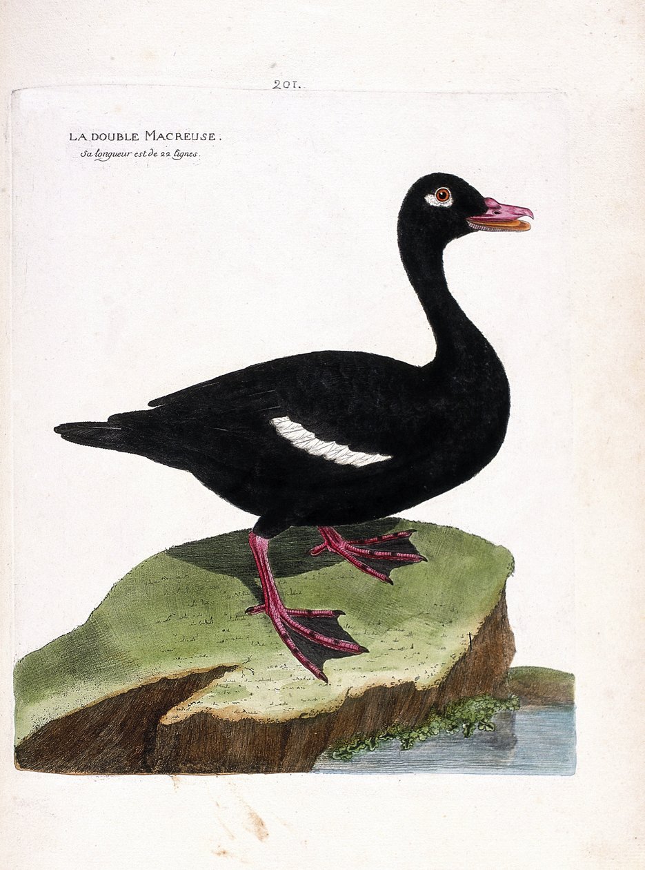 Zoologická rada (ornitologie): scoter dvojitý (hnědý nebo melanitta fusca). Ilustrace v „Dějiny ptáků, malované v jejich vzhledu a citlivých aspektech“ od Francoise Nicolase Martineta (1731-1800). Soukromá sbírka. od Francois Nicolas Martinet