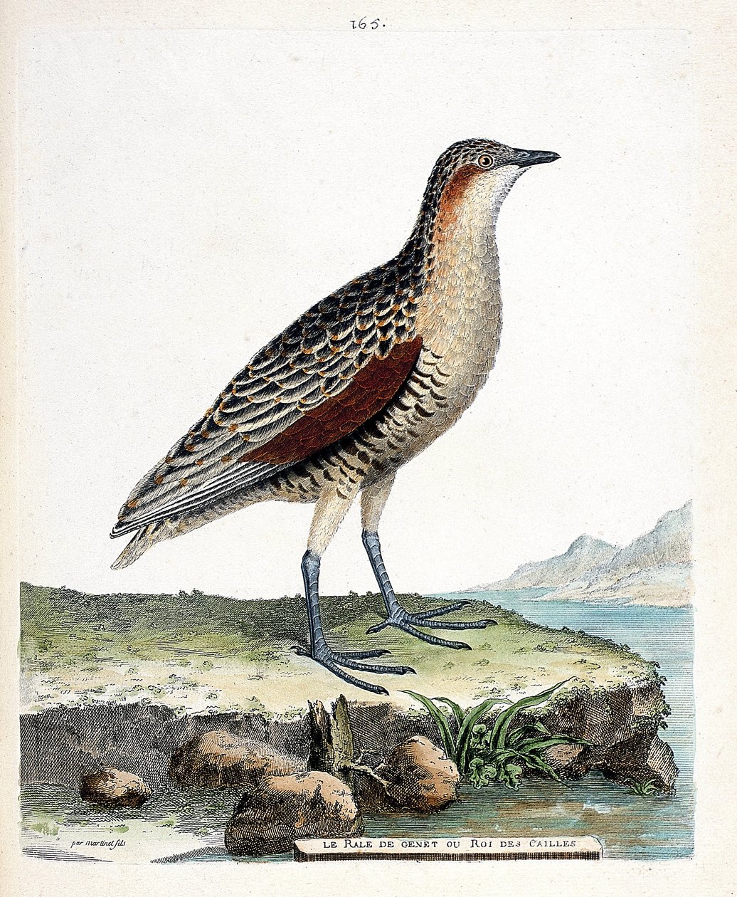 Zoologická rada (ornitologie): kůň kolenní neboli křepelčí král (crex crex). Ilustrace v „Dějiny ptáků, malované v jejich vzhledu a citlivých aspektech“ od Francoise Nicolase Martineta (1731-1800). Soukromá sbírka. od Francois Nicolas Martinet