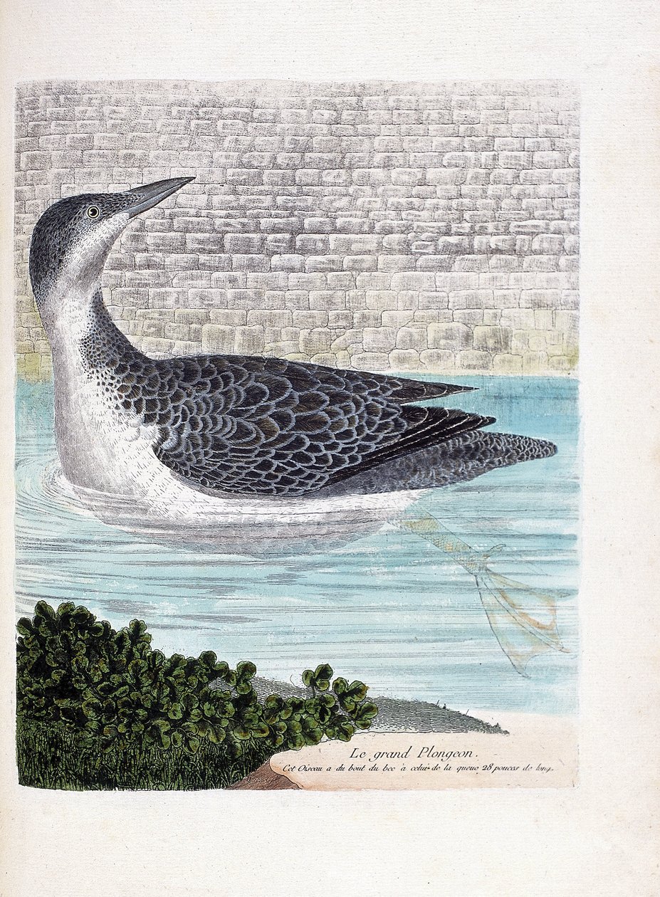 Zoologická rada (ornitologie): velký ponor (imbrin dip nebo gavia immer). Ilustrace v „Dějiny ptáků, malované v jejich vzhledu a citlivých aspektech“ od Francoise Nicolase Martineta (1731-1800). Soukromá sbírka. od Francois Nicolas Martinet