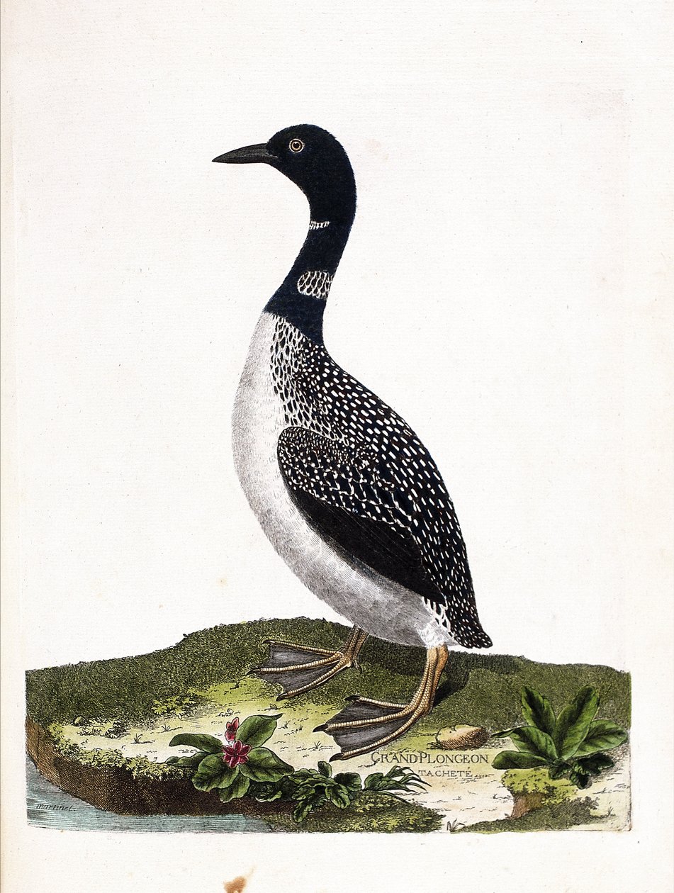 Zoologická rada (ornitologie): velký bodový ponor (imstrand diving nebo gavia immer). Ilustrace v „Dějiny ptáků, malované v jejich vzhledu a citlivých aspektech“ od Francoise Nicolase Martineta (1731-1800). Soukromá sbírka. od Francois Nicolas Martinet