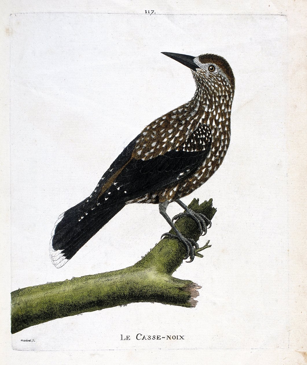Zoologická tabule (ornitologie): louskáček (muchařský ořech nebo karyokatakty nucifraga) na větvi. Ilustrace v „Dějiny ptáků, malované v jejich vzhledu a citlivých aspektech“ od Francoise Nicolase Martineta (1731-1800). Soukromá sbírka. od Francois Nicolas Martinet