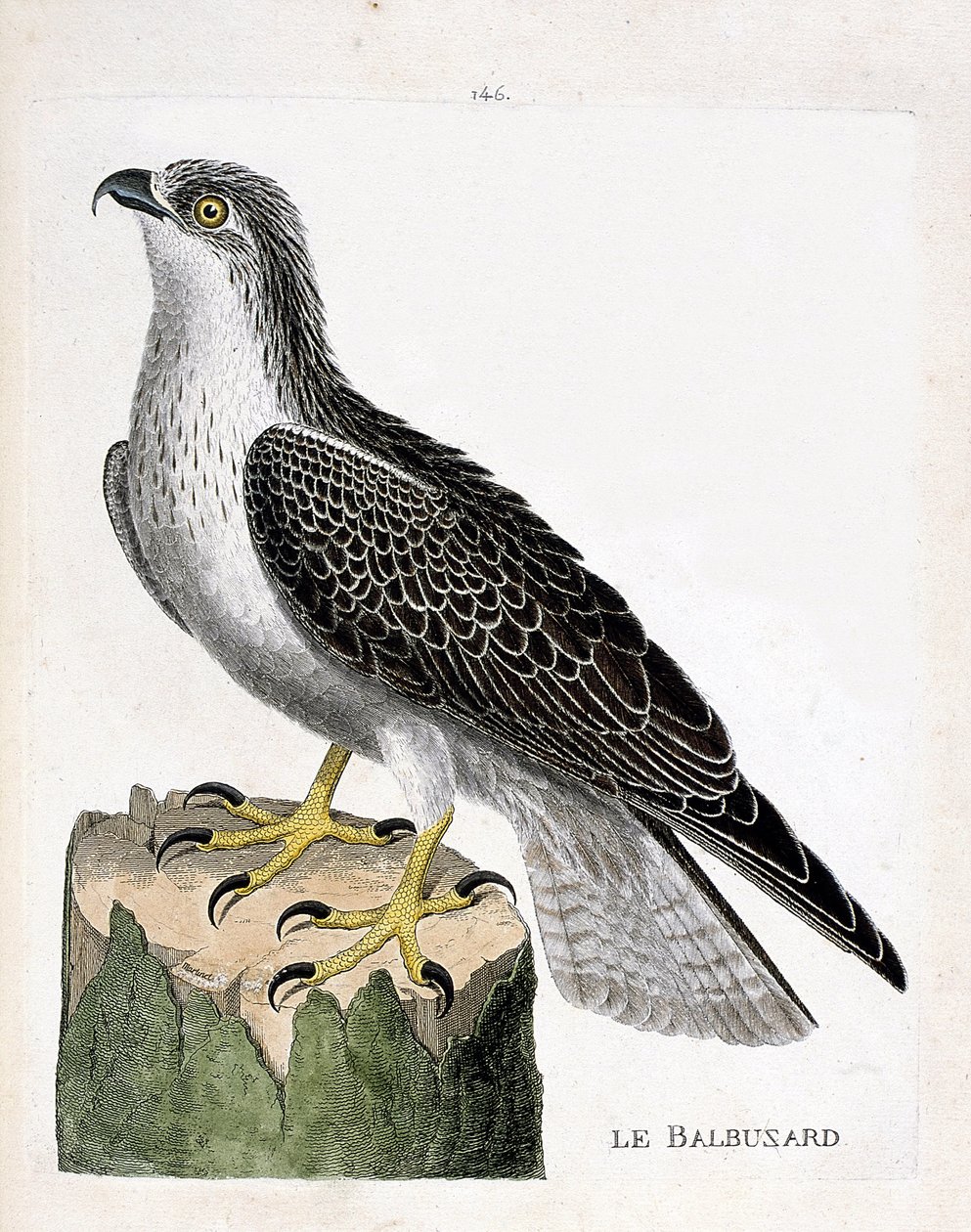 Zoologická rada (ornitologie): výlov říční (orlovec říční nebo pandion haliaetus). Ilustrace v „Dějiny ptáků, malované v jejich vzhledu a citlivých aspektech“ od Francoise Nicolase Martineta (1731-1800). Soukromá sbírka. od Francois Nicolas Martinet