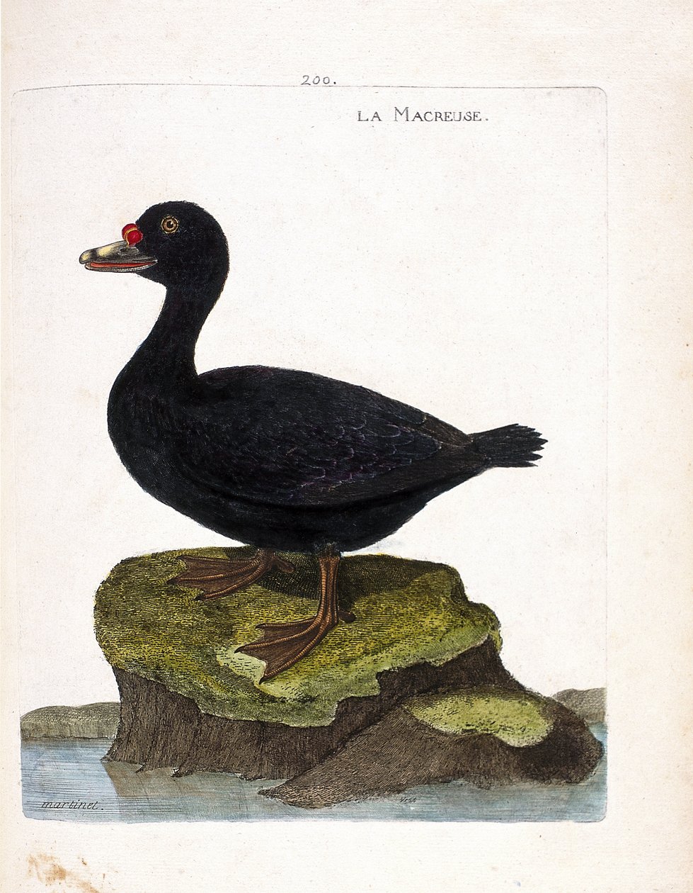 Zoologická rada (ornitologie): scoter (černý nebo melanitta nigra). Ilustrace v „Dějiny ptáků, malované v jejich vzhledu a citlivých aspektech“ od Francoise Nicolase Martineta (1731-1800). Soukromá sbírka. od Francois Nicolas Martinet