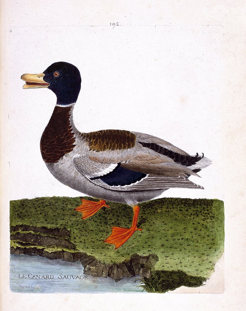 Zoologická rada (ornitologie): kachna divoká (kachna divoká nebo anas platyrhynchos). Ilustrace v „Dějiny ptáků, malované v jejich vzhledu a citlivých aspektech“ od Francoise Nicolase Martineta (1731-1800). Soukromá sbírka. od Francois Nicolas Martinet