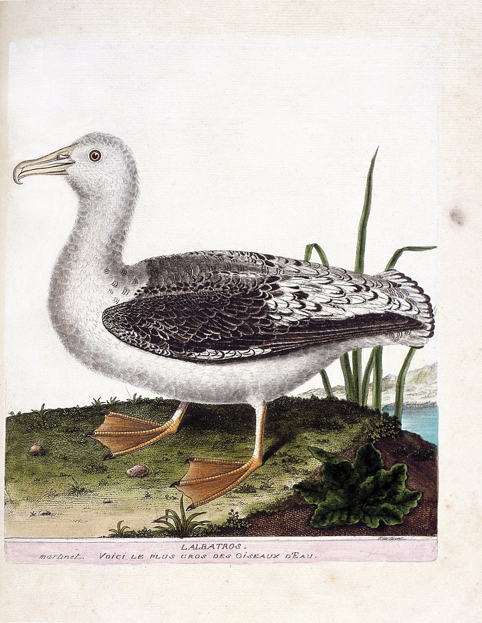 Zoologická mapa (ornitologie): Albatros (albatros nebo diomedea exulans). Ilustrace v „Dějiny ptáků, malované v jejich vzhledu a citlivých aspektech“ od Francoise Nicolase Martineta (1731-1800). Soukromá sbírka. od Francois Nicolas Martinet