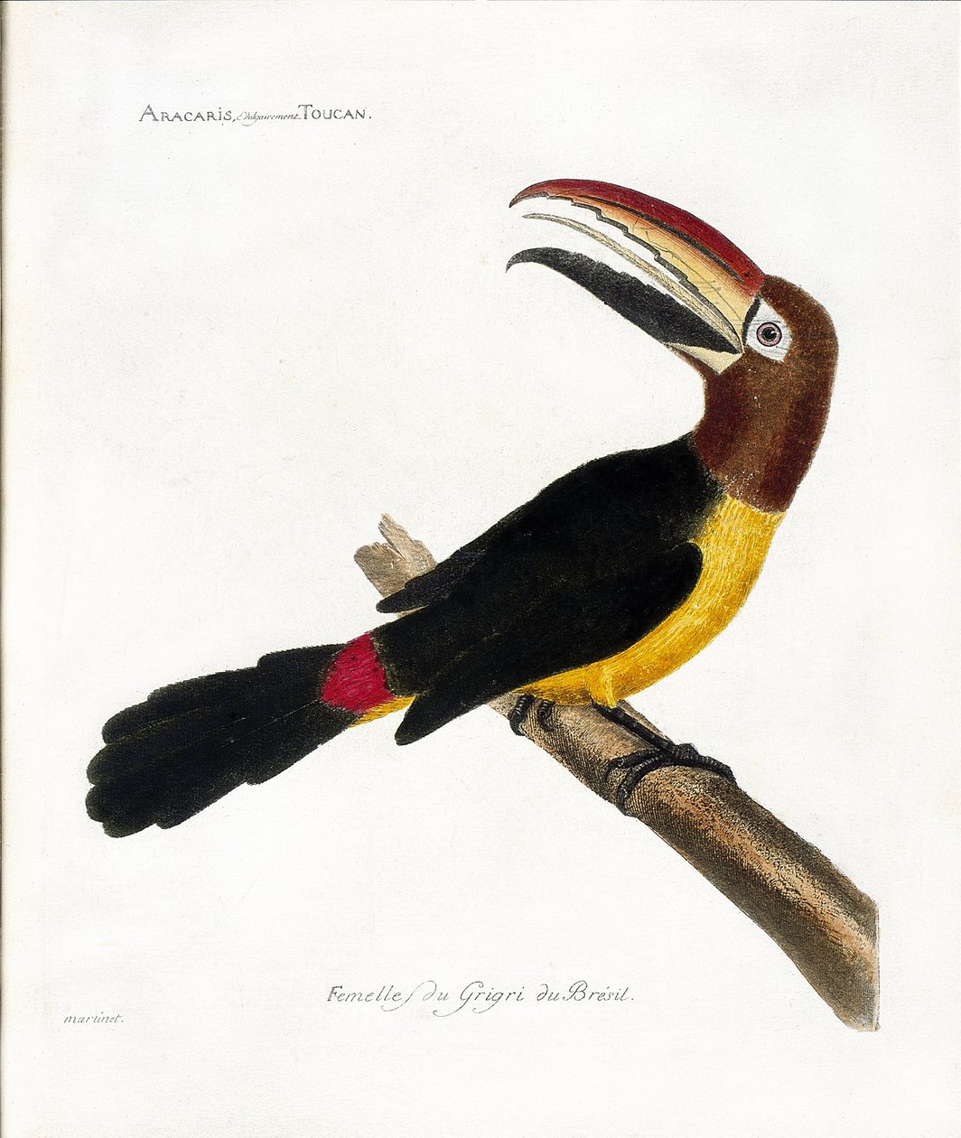Zoologická mapa (ornitologie): Aracaris, tukan vulgly (aracari zelený nebo pteroglossus viridis) od Francois Nicolas Martinet