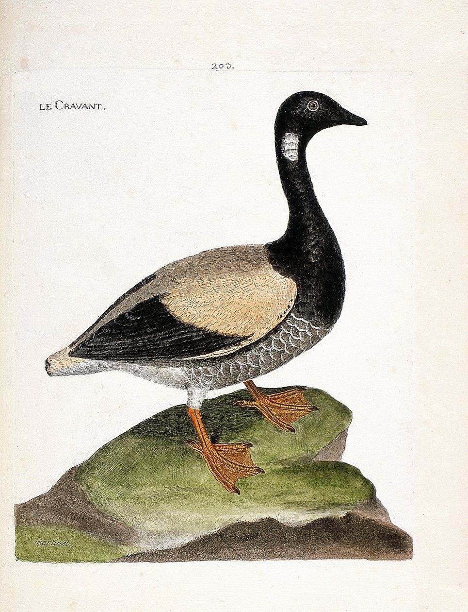 Zoologická mapa (ornitologie): Brant (brant nebo branta bernicla). Ilustrace v „Dějiny ptáků, malované v jejich vzhledu a citlivých aspektech“ od Francoise Nicolase Martineta (1731-1800). Soukromá sbírka. od Francois Nicolas Martinet