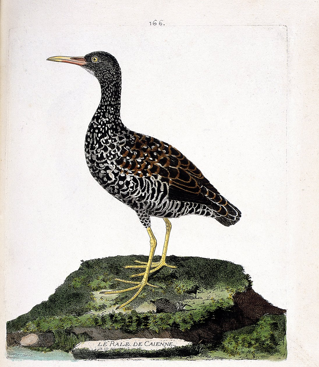 Zoologická mapa (ornitologie): Caienne