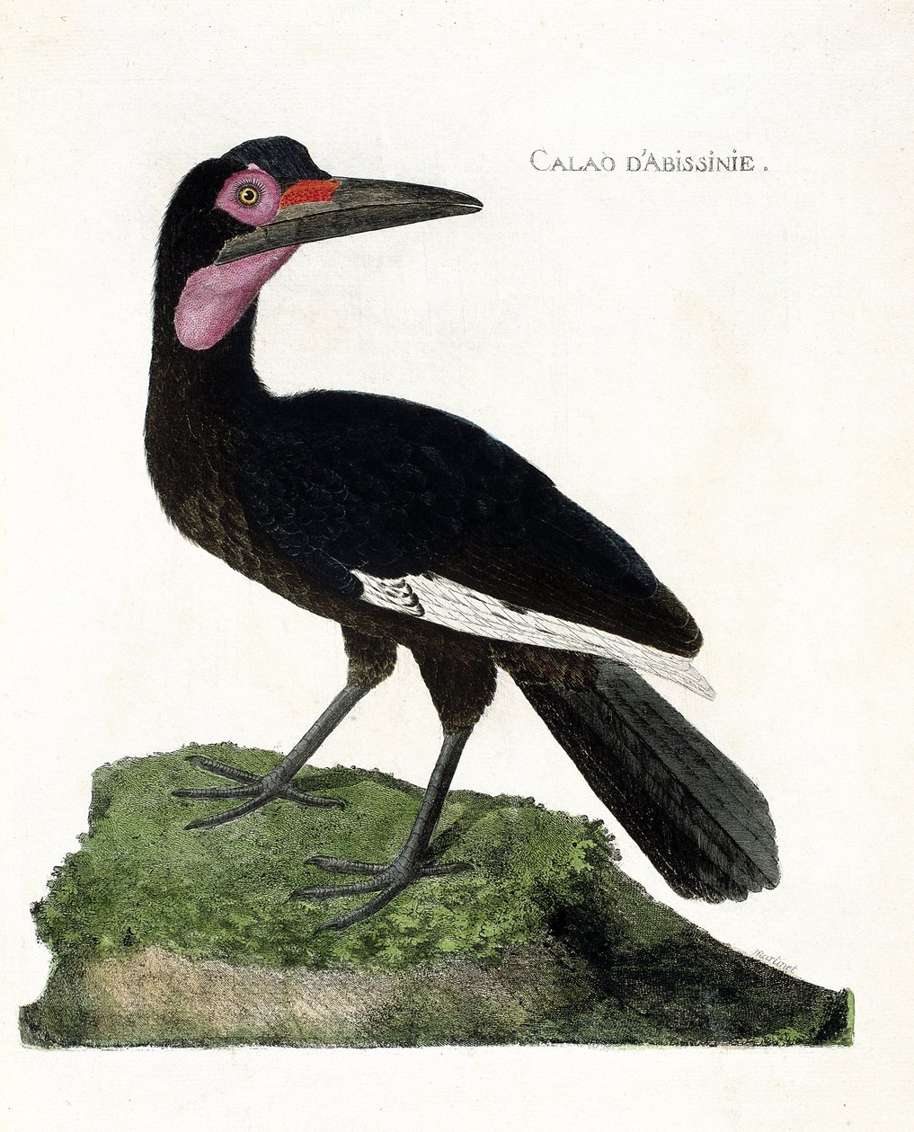 Zoologická mapa (ornitologie): Calao d