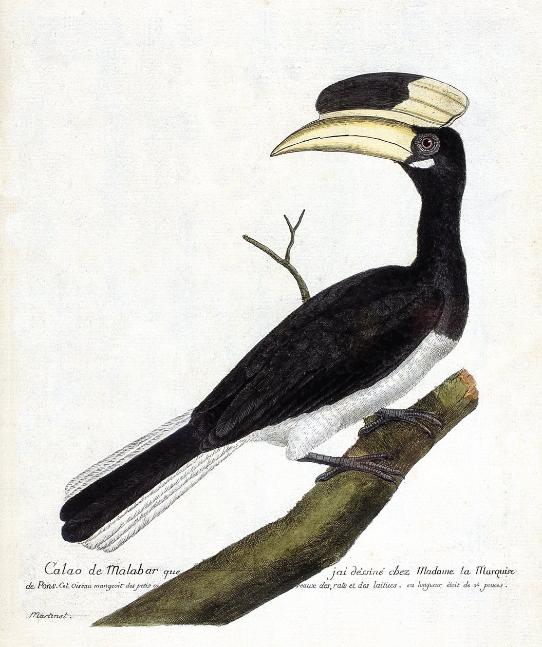 Zoologická mapa (ornitologie): Calao de Malabar (Anthracoceros coronatus) na větvi. Ilustrace v „Dějiny ptáků, malované v jejich vzhledu a citlivých aspektech“ od Francoise Nicolase Martineta (1731-1800). Soukromá sbírka. od Francois Nicolas Martinet