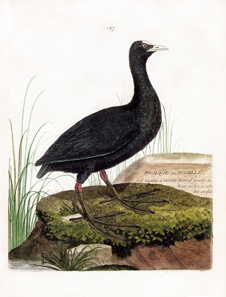 Zoologická mapa (ornitologie): Lyska nebo Mosela (Macroule cot nebo fulica atra). Ilustrace v „Dějiny ptáků, malované v jejich vzhledu a citlivých aspektech“ od Francoise Nicolase Martineta (1731-1800). Soukromá sbírka. od Francois Nicolas Martinet