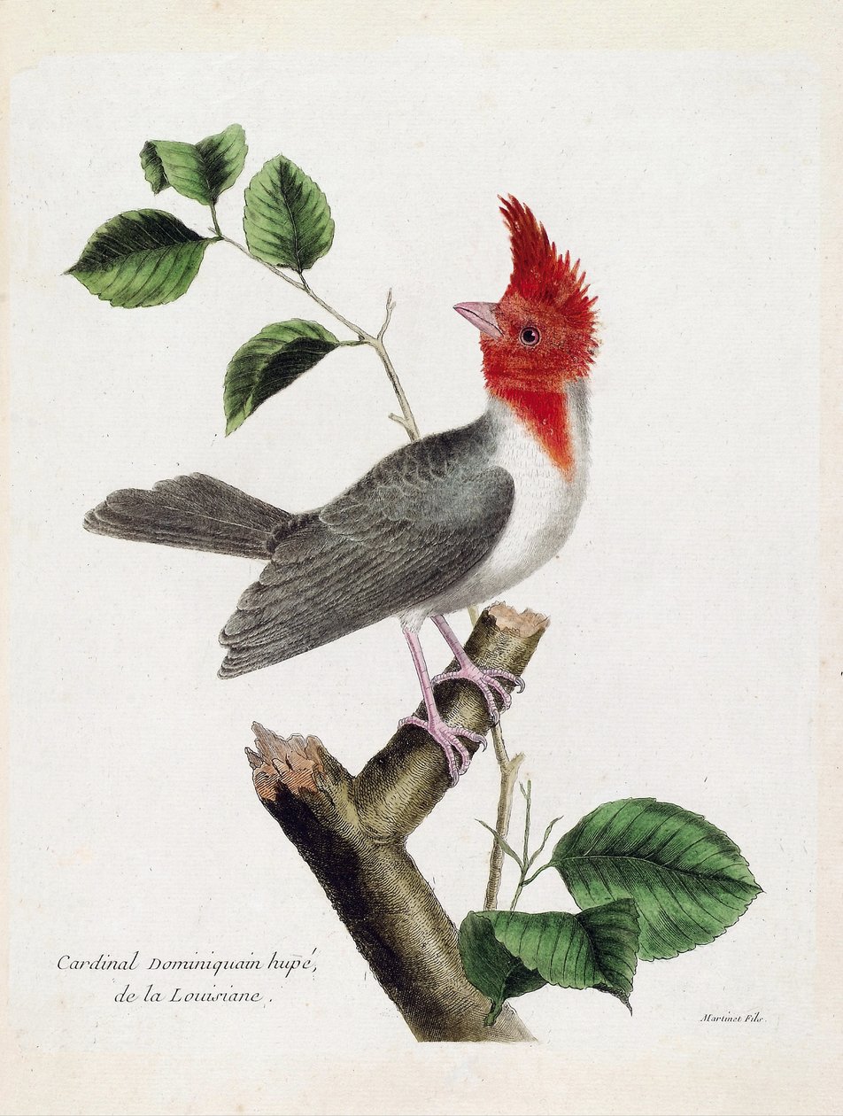 Zoologická mapa (ornitologie): Dominikánský kardinál Hupe (parare huppe nebo paroaria coronata) na větvi. Ilustrace v „Dějiny ptáků, malované v jejich vzhledu a citlivých aspektech“ od Francoise Nicolase Martineta (1731-1800). Soukromá sbírka od Francois Nicolas Martinet