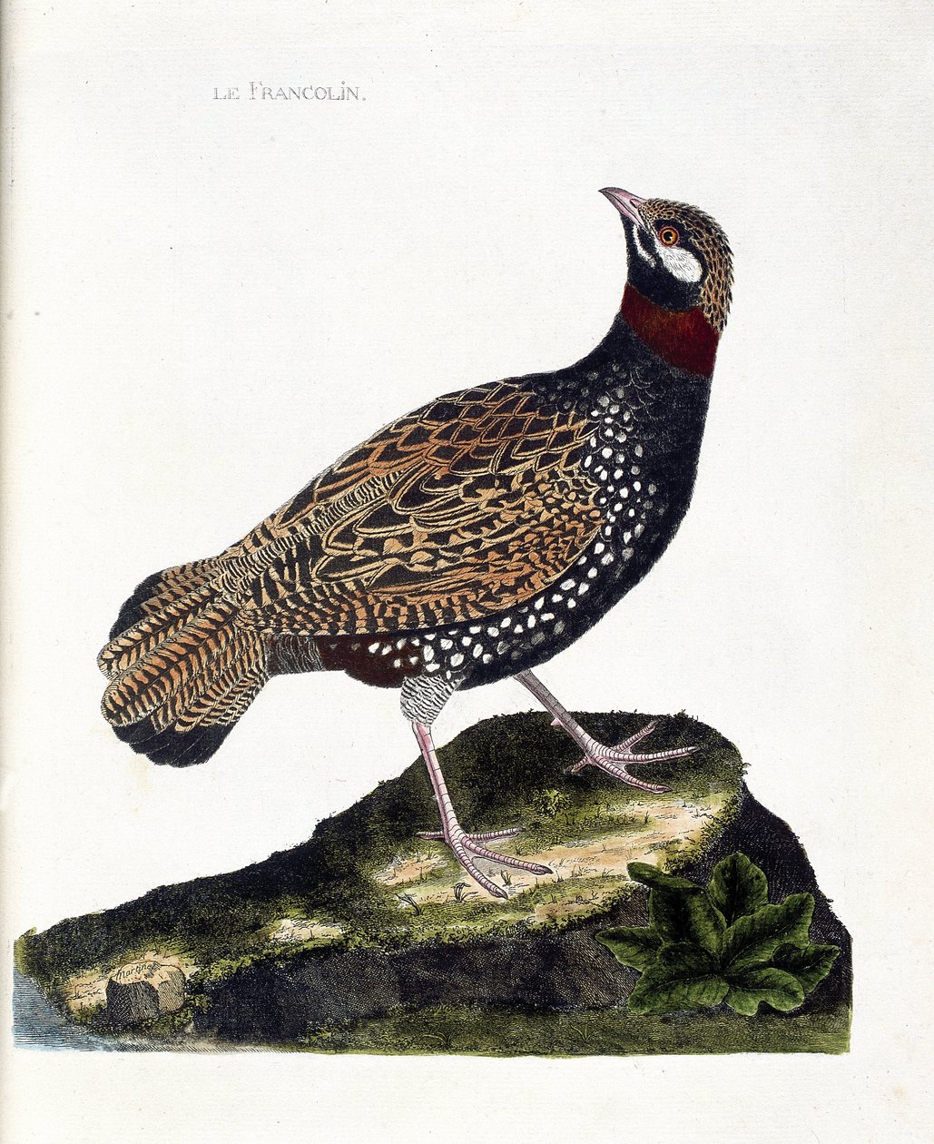 Zoologická mapa (ornitologie): Francolin (francolin noir nebo francolinus francolinus). Ilustrace v „Dějiny ptáků, malované v jejich vzhledu a citlivých aspektech“ od Francoise Nicolase Martineta (1731-1800). Soukromá sbírka. od Francois Nicolas Martinet