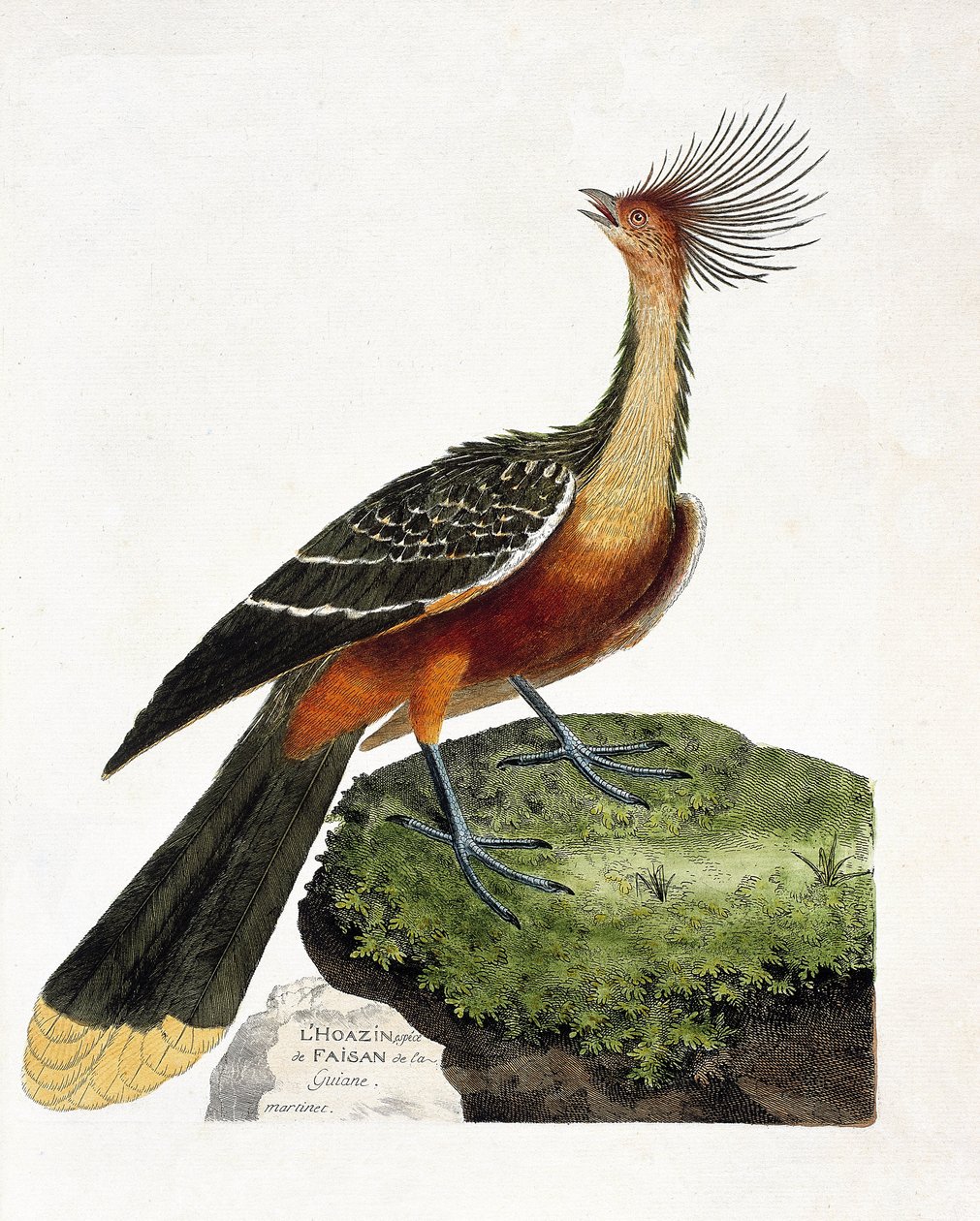 Zoologická mapa (ornitologie): Hoazin (hoazin huppe nebo opisthocomus hoazin). Ilustrace v „Dějiny ptáků, malované v jejich vzhledu a citlivých aspektech“ od Francoise Nicolase Martineta (1731-1800). Soukromá sbírka. od Francois Nicolas Martinet