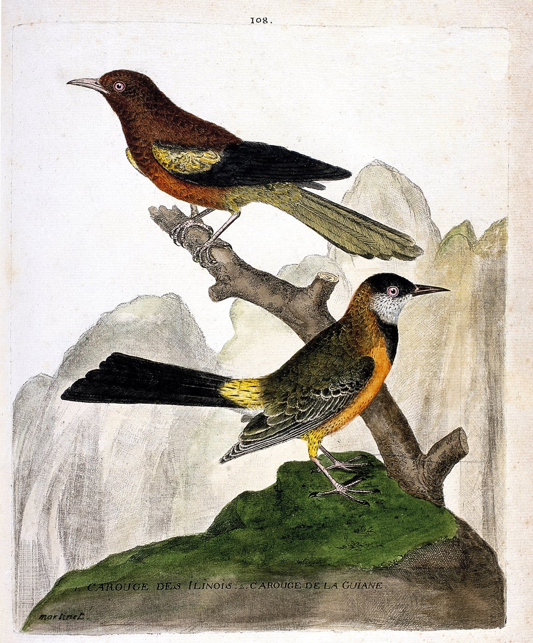 Zoologická mapa (ornitologie): Ilinois Blackbird (Baltimore oriole nebo icterius bonana) a Guiana Blackbird (Martinique oriole nebo icterius bonana) na větvi. Ilustrace v „Historie ptáků, malovaných v jejich vzhledu a citlivých aspektech“ od od Francois Nicolas Martinet