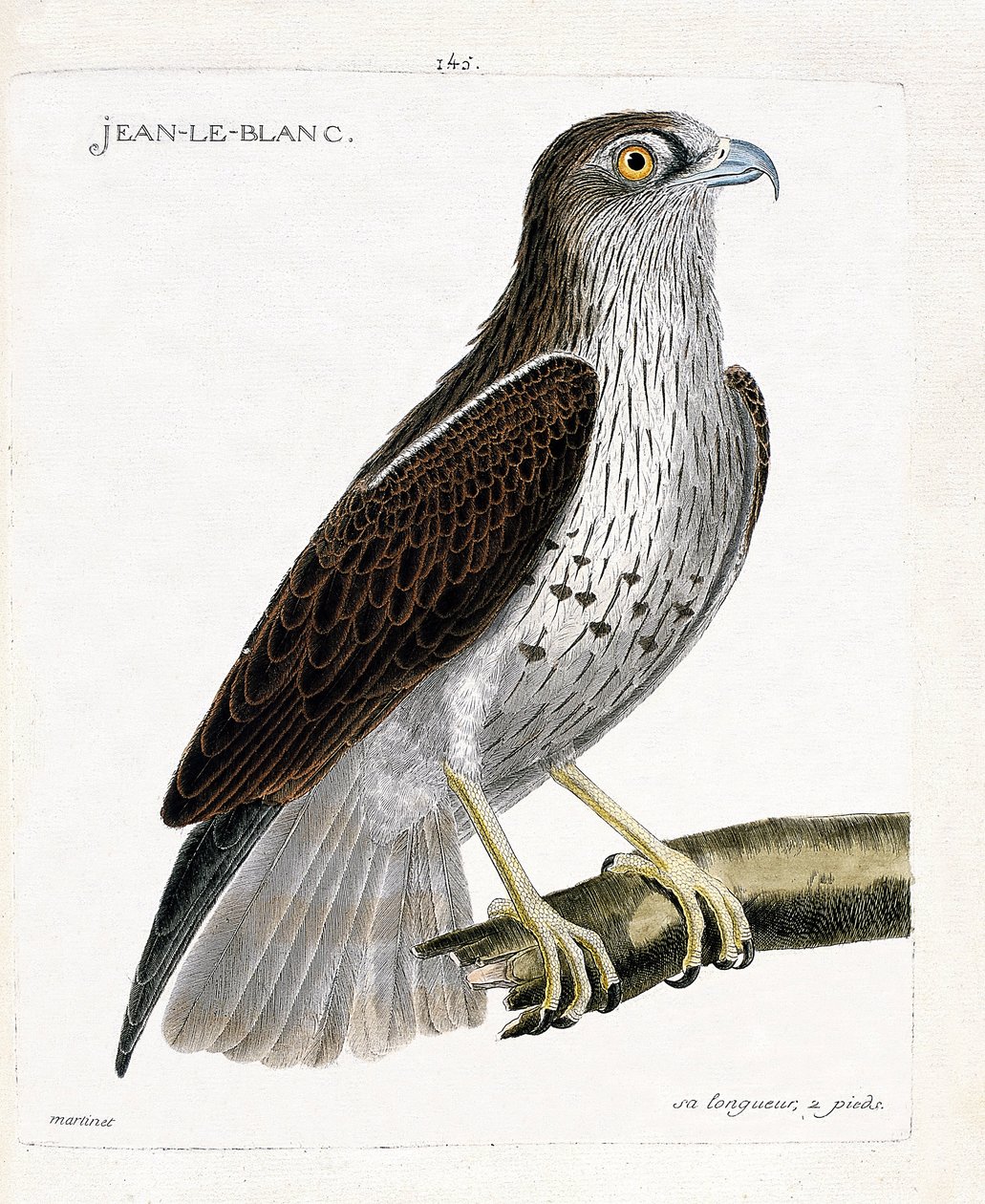 Zoologická mapa (ornitologie): Jean-le-Blanc nebo Jean le Blanc (circaete Jean Le Blanc nebo circaetus gallicus) na větvi. Ilustrace v „Dějiny ptáků, malované v jejich vzhledu a citlivých aspektech“ od Francoise Nicolase Martineta (1731-1800) od Francois Nicolas Martinet