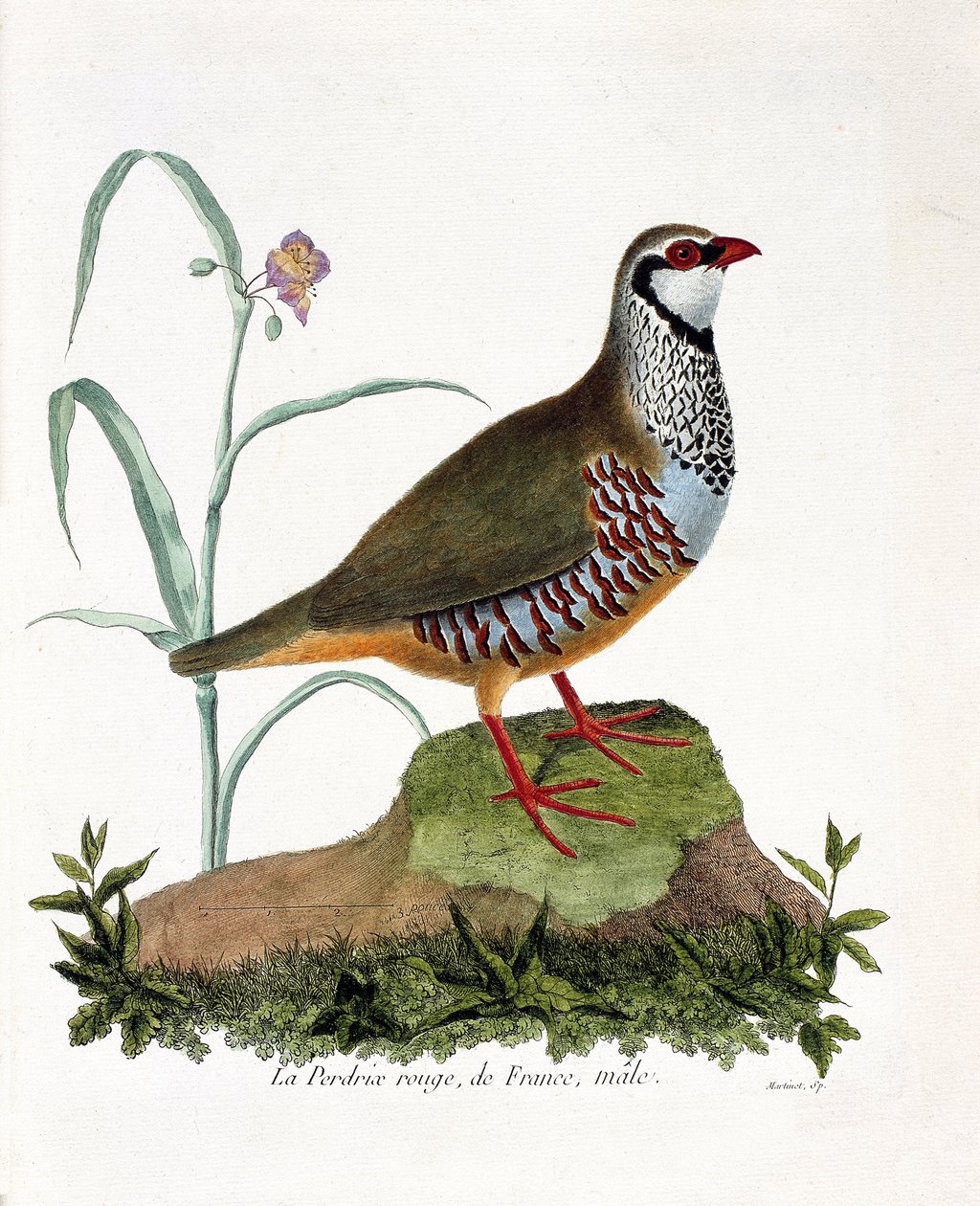Zoologická mapa (ornitologie): La partridge rouge de France, samec (koroptev červená nebo alectoris rufa). Ilustrace v „Dějiny ptáků, malované v jejich vzhledu a citlivých aspektech“ od Francoise Nicolase Martineta (1731-1800). Soukromá sbírka. od Francois Nicolas Martinet