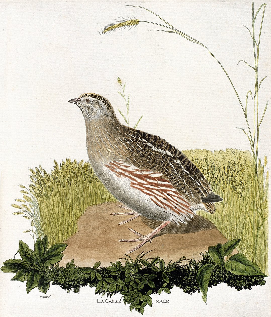 Zoologická mapa (ornitologie): Křepelčí samec (ble křepelka nebo coturnix coturnix). Ilustrace v „Dějiny ptáků, malované v jejich vzhledu a citlivých aspektech“ od Francoise Nicolase Martineta (1731-1800). Soukromá sbírka. od Francois Nicolas Martinet